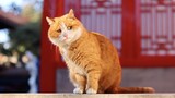 [Kucing Jingga Museum Istana] Pa Pa yang Kalem