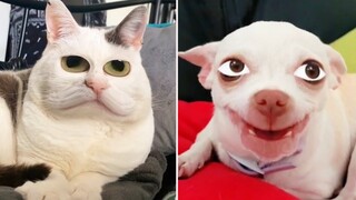 Funny Pets Try On Snapchat Filter - Try Not To Laugh Funny Animal Videos | Pet Squad