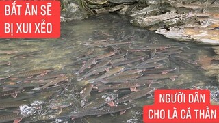Ngỡ ngàn lần đầu đến suối cá thần Cẩm Lương( Thanh Hoá) có gì linh thiêng so với loài cá khác.