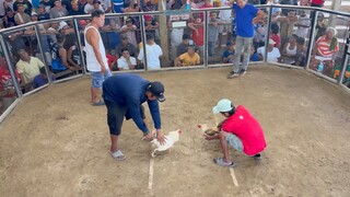 Ang galing ng puting manok di nakapalo ang bulik namin