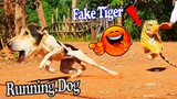 Funny tiger fake tiger prank village dog and can't stop laughing