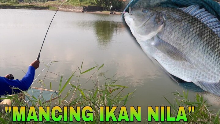 Mancing ikan nila pake umpan alami