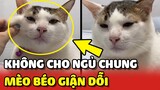 Bé mèo béo GIẬN DỖI vì con Sen không cho NGỦ chung 😂 | Yêu Lu