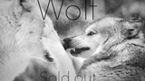 [GMV] Tổng hợp những cảnh quay về loài sói! "I am sold out!"