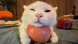 Mèo thích táo làm miếng đệm não~