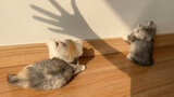 Chú mèo sữa ngốc nghếch đùa với cái bóng!