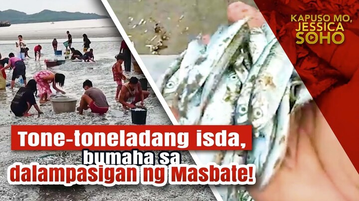 Tone-toneladang isda, bumaha sa dalampasigan ng Masbate! | Kapuso Mo, Jessica Soho