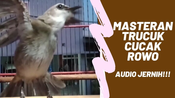 Masteran Trucuk Cucak Rowo (VARIASI ISIAN MANTAP BUAT PANCINGAN)