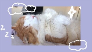 really wholesome cat video