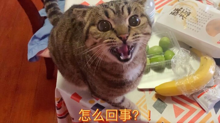 坚持不抱猫，猫会有什么反应