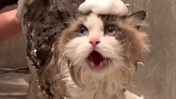 Tắm cho mèo khiến tai tôi bị điếc