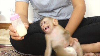 OMG!! Mom Hurry Up Adorable Baby Monkey Maku Cry Loudly Very Hungry