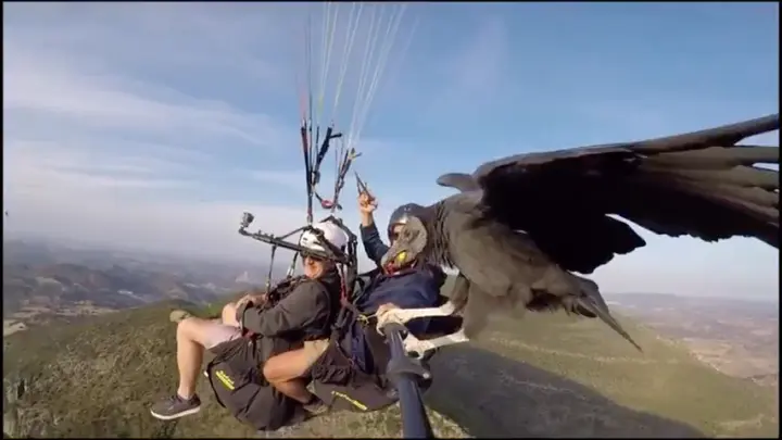 An American vulture wants a ride?