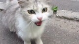 A pair of very good-looking stray cat mother and child were found on the roadside. The mother cat an