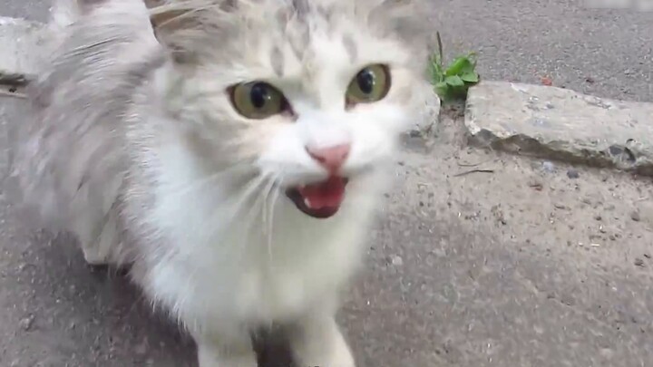 Sepasang induk dan anak kucing liar yang sangat tampan ditemukan di pinggir jalan.Induk kucing dan a