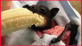 Bat Enjoy Eat Banana.