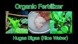Easy to use Organic Fertilizer for Any Plants the Hugas Bigas (Rice Water)
