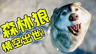 动物园之星：森林狼横空出世，观众数量增加2000人，赚翻了！