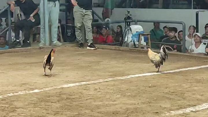 likbu 2hits timbangan coliseo de manila #teammagalang