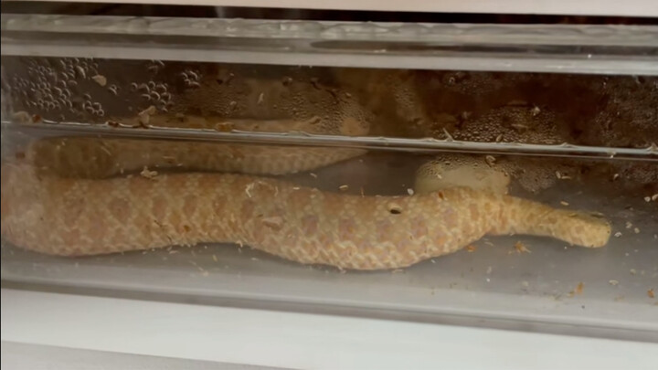 Hognose Snake - A Record Of Birth Giving~
