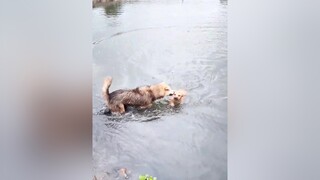 Cả nhà có thích bơi ko ạ? cunyeucuadua yeucho yeuchomeo cún cúncon chó chómèo chócon chókhôn yeuchomeo chócute pet dog dogsoftiktok