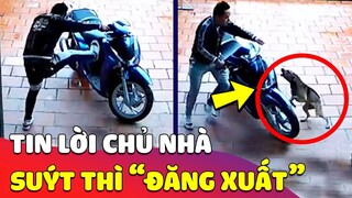 Thanh niên tin lời bạn 'CỨ VÀO ĐI, NÓ KHÔNG CẮN ĐÂU' và cái kết suýt thì 'ĐĂNG XUẤT' 😅 Gâu Đần