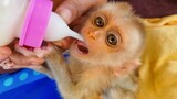 So Poor Little Monkey Luxy Doesn't Know To Drink Milk With The Bottle, Mom Try To Help Him