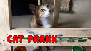 Cat troll prank me!!! Funny Kitten Meowing and talking Compilation