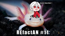 ReFactAn #11 (Axolotl Hewan Keren)