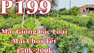 mai vàng chơi tết pp199 | 0333821029 C. Nhiên | mai giống các loại | mai vang chơi tết 2022