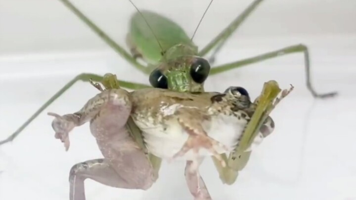 [Animals] Have You Ever Seen Mantis Eating Frogs?