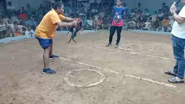 CVCC 7 Stag Grand finals Calajoan Cebu 2024 5th fyt (D) yellow legged hatch