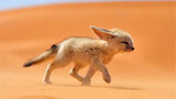 Fennec Fox: A cute little creature who was born in the desert and insists on staying up late every d