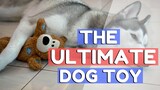 The ULTIMATE Dog Toy | KONG Dog Toy Review