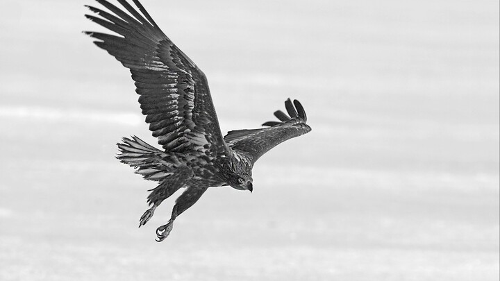 The deep blue sky is decorated with a white "eagle".