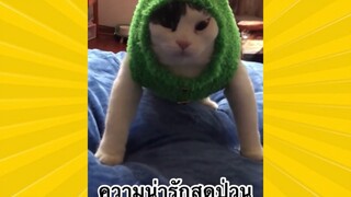 สัตว์เลี้ยงเพื่อนขนปุย : ความน่ารักสุดป่วน