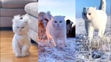 Funny animals - Funny cats / dogs - Funny Kid's videos 😂 - 😺 😍 💥 Bast2