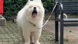 Raised a Samoyed with a conspicuous personality