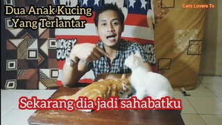 Dua Anak Kucing Nyon dan Boy Yang Terlantar Ini Kondisinya Sekarang...!!!