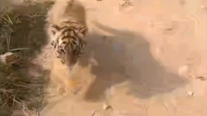 Let’s experience the endurance of a tiger cub. We took the tiger cub, which was almost a month old, 
