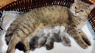 Majikan Merekam Seluruh Proses Melahirkan Kucing di Rumah