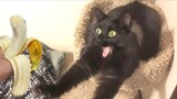 Black cats are the best cat that will make you laugh uncontrollably😹