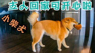 主人回家小柴犬可高兴啦 一边跑一边飞机耳