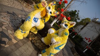 【การเต้นรำ Fursuit】Wunuo & Aling Happy Star Cat