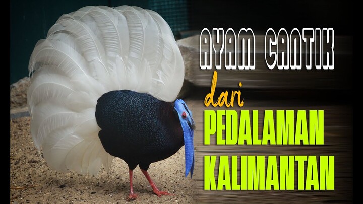Ayam Menawan dari pedalaman Kalimantan