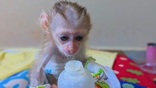 Very Hungry & thirsty !! Tiny Luca came to eat milk powder, Can't wait for mom mix the milk