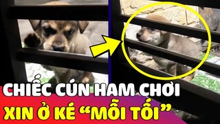 Chiếc cún 'HAM CHƠI' tối nào cũng rình mò để được vào 'Ở KÉ' nhà cô hàng xóm 😅 | Gâu Đần