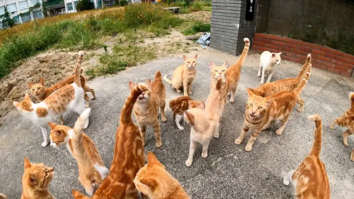 A large number of cats