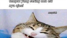 Meme halal [foto random]