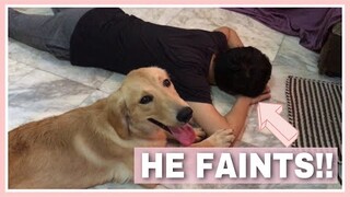 Pretending to Faint In Front of Our Dogs (Golden Retriever, Beagle and Aspin) | Philippines